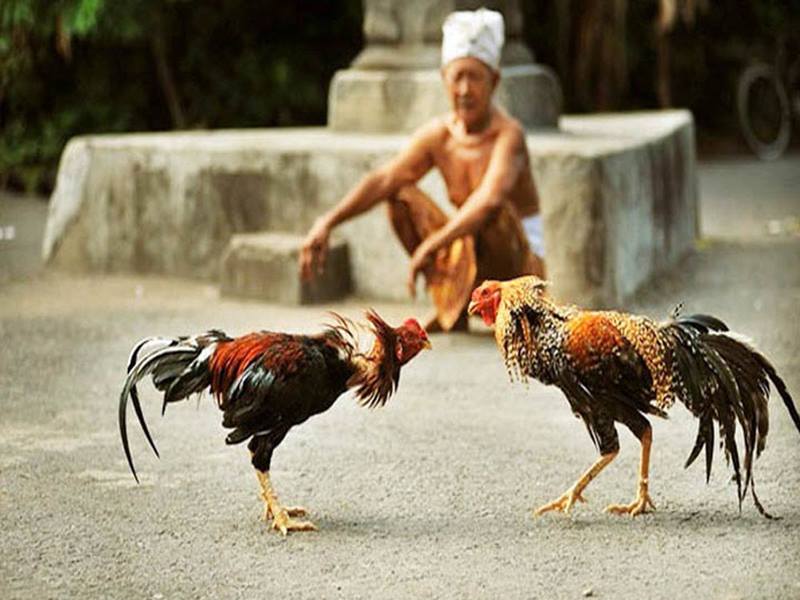 Đá gà blv 11