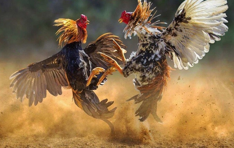 Meron là gì? Tìm hiểu thuật ngữ và kinh nghiệm đá gà 3 Meron là gì anh em đã nắm lòng chưa?