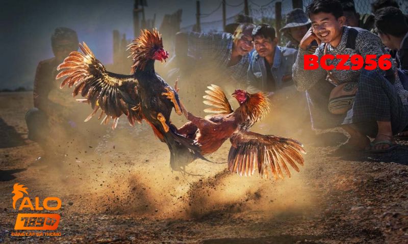 Tiền cược miễn phí 4